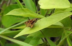 Polites vibex