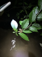 Polypedates leucomystax