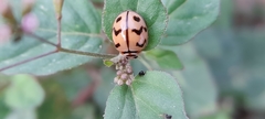 Cheilomenes sexmaculata