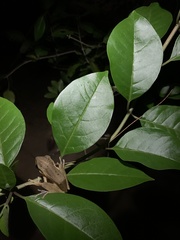 Polypedates leucomystax