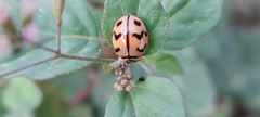 Cheilomenes sexmaculata