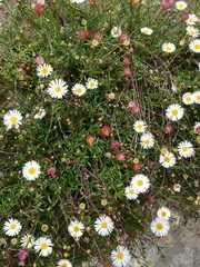 Erigeron karvinskianus
