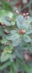 Cheilomenes sexmaculata