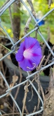 Ipomoea orizabensis