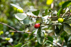 Acokanthera oppositifolia