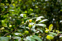 Acokanthera oppositifolia