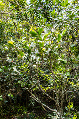Acokanthera oppositifolia