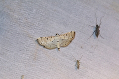 Pycnarmon cribrata