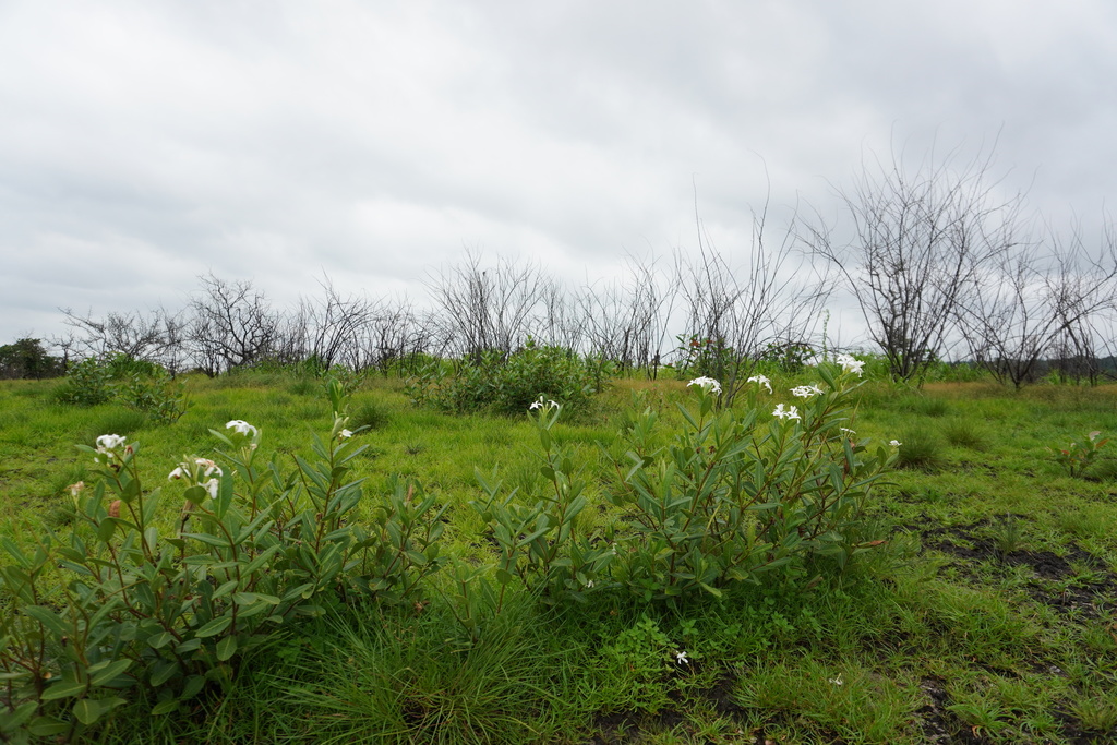 Holarrhena curtisii (Holarrhena curtisii)