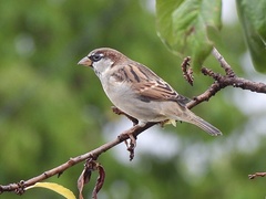 Passer domesticus balearoibericus