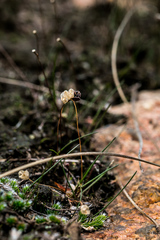 Drimia uniflora