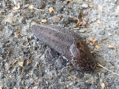 Limax maximus