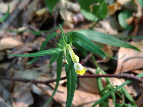 čermeľ lúčny (Melampyrum pratense)