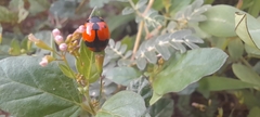 Coccinella transversalis