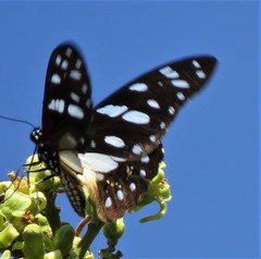 Graphium leonidas
