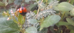 Coccinella transversalis
