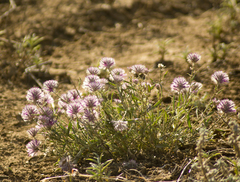 Ptilotus semilanatus