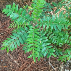 Rhus copallina image