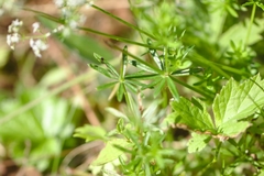 Galium uliginosum