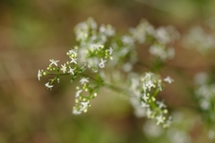 Galium uliginosum