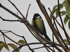 Parus major major