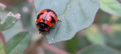 Coccinella transversalis