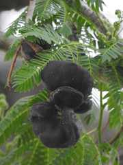 Enterolobium contortisiliquum