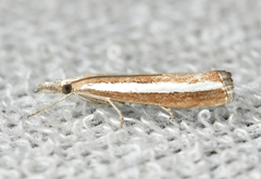 Agriphila latistria