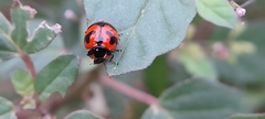 Coccinella transversalis