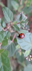 Coccinella transversalis
