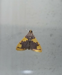 Rehimena