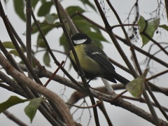 Parus major major