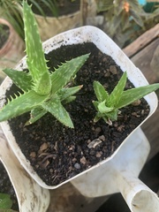 Aloe juvenna