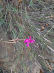 Dianthus orientalis