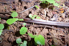 Bipalium javanum