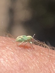 Coniatus splendidulus