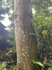 Pseudobombax septenatum