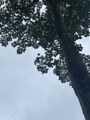 Pseudobombax septenatum