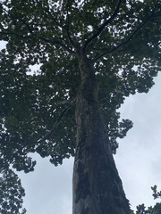 Pseudobombax septenatum