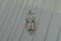 Agonopterix ocellana