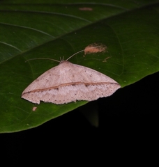 Ugia disjungens