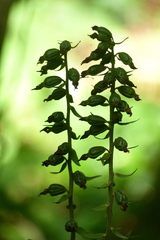 Epipactis purpurata