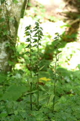 Epipactis purpurata