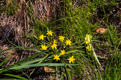 Hypoxis argentea