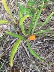 Physalis × elliottii