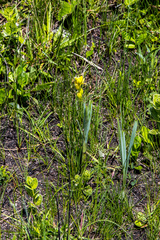 Hypoxis rigidula