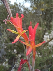 Gladiolus vandermerwei