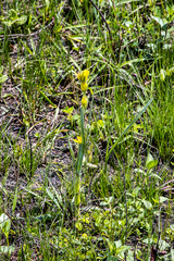 Hypoxis rigidula