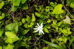 Jasminum multipartitum