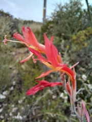 Gladiolus vandermerwei